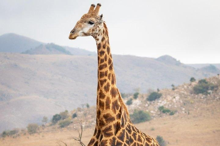 Private Le Cape Animal Farms Full Day Tour - Photo 1 of 13